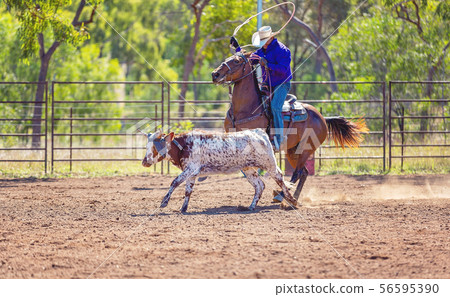 Australian Team Calf Roping At Country Rodeo 56595390