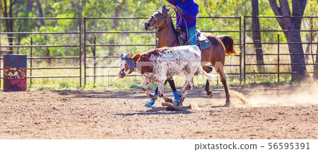 Australian Team Calf Roping At Country Rodeo 56595391