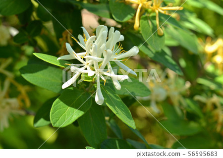 樹:Kingingboku金銀花家庭 樹:Kingingboku金銀花家庭 56595683