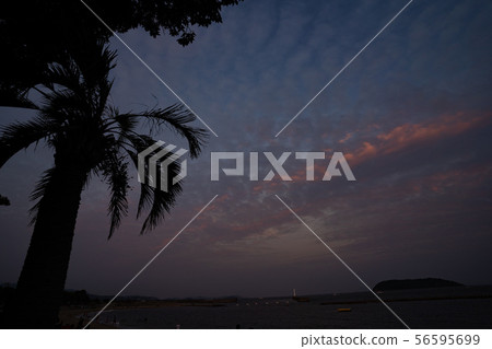 棕櫚樹和海灘 棕櫚樹和海灘 56595699