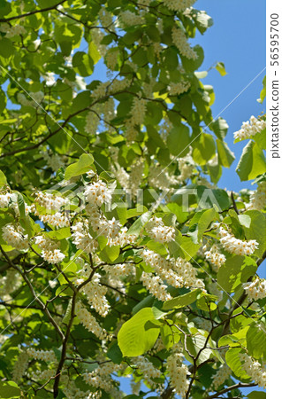 樹:Hakuunboku Ekonoki 樹:Hakuunboku Ekonoki 56595700