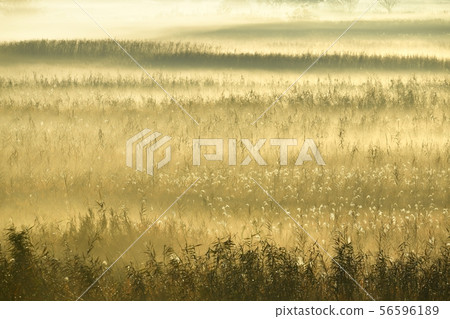 Morning mist and sunrise in the shores of Watarase Recreation Area 56596189