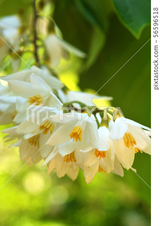 樹:Hakuunboku Ekonoki 樹:Hakuunboku Ekonoki 56596518