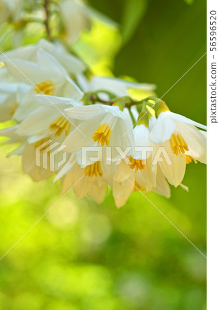 樹:Hakuunboku Ekonoki 樹:Hakuunboku Ekonoki 56596520