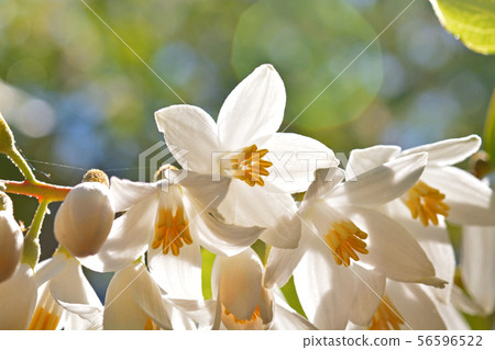 樹：Hakuunboku Ekonoki 56596522