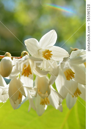 樹:Hakuunboku Ekonoki 樹:Hakuunboku Ekonoki 56596528