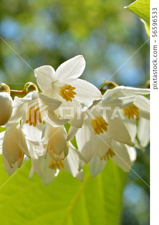 樹:Hakuunboku Ekonoki 樹:Hakuunboku Ekonoki 56596533