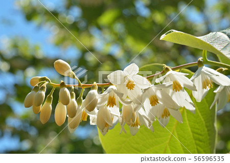 樹:Hakuunboku Ekonoki 樹:Hakuunboku Ekonoki 56596535