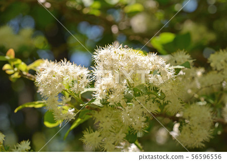 Tree: Sawafutagi 56596556