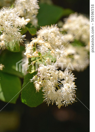 樹：Sawafutagi 56596558