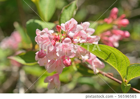 Tree: Taniwazaki watermelon family 56596565