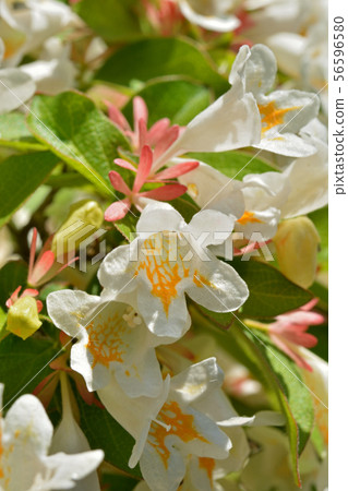 Tree: Tsukubane Hutsugi Honeysuckle family Tree: Tsukubane Hutsugi Honeysuckle family 56596580