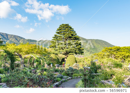 聳立在公園的樹 聳立在公園的樹 56596971