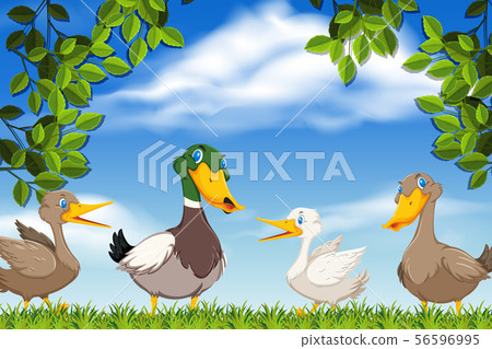 Ducks in nature scene 56596995