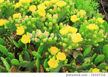 Wolyeong-ri Cactus Community, Cactus, Cactus Flower, Sole Cactus 56597338