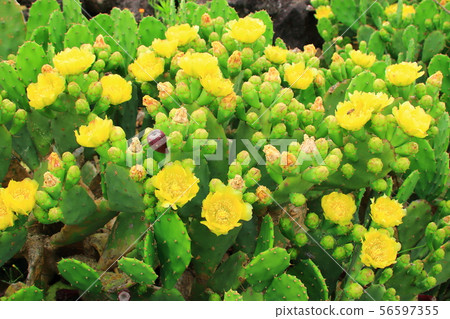 Wolyeong-ri Cactus Community, Cactus, Cactus Flower, Sole Cactus Wolyeong-ri Cactus Community, Cactus, Cactus Flower, Sole Cactus 56597355