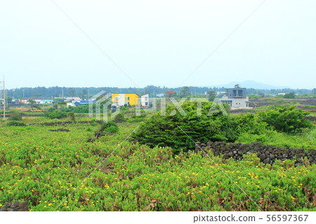 Wolyeong-ri仙人掌社區,仙人掌,仙人掌花,唯一仙人掌 Wolyeong-ri仙人掌社區,仙人掌,仙人掌花,唯一仙人掌 56597367
