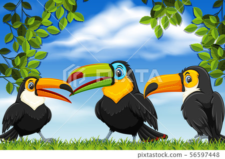 Toucans in nature scenes 56597448