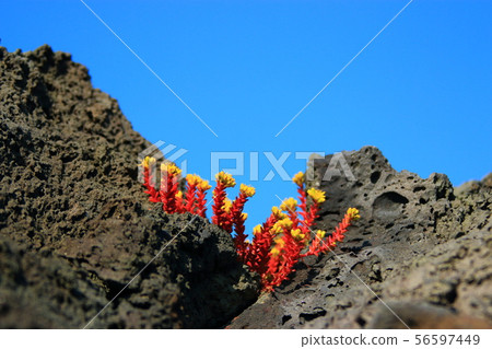 Wolyeong-ri Cactus Community, Cactus, Cactus Flower, Sole Cactus 56597449