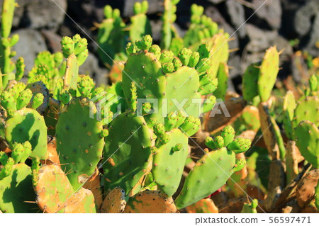 Wolyeong-ri Cactus Community, Cactus, Cactus Flower, Sole Cactus 56597471
