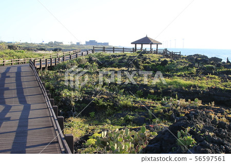 Wolryong-ri仙人掌社區，唯一的仙人掌，仙人掌花，地面松露，仙人掌領域， 56597561