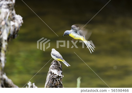 Kisekirei parent and child Kisekirei parent and child 56598466