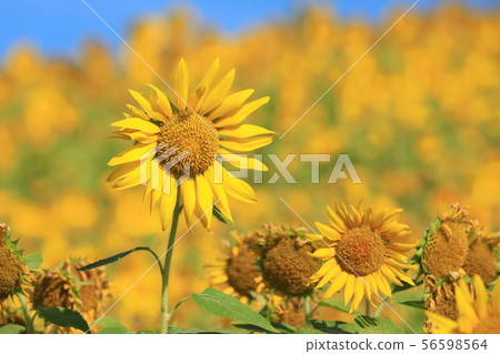 Sunflower 2929 56598564