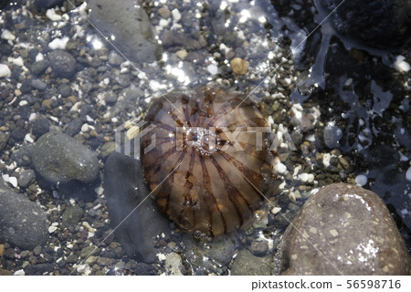 Red Jellyfish Izu Peninsula Red Jellyfish Izu Peninsula 56598716