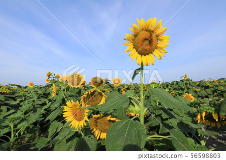 Sunflower 2833 56598803