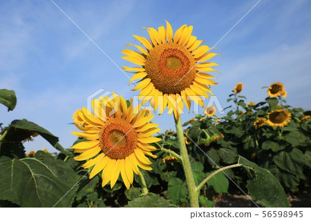 向日葵2768 向日葵2768 56598945