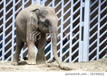 Asian elephant at Maruyama Zoo Asian elephant at Maruyama Zoo 56599002