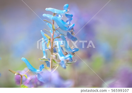 Engosaku which blooms refreshingly Engosaku which blooms refreshingly 56599107