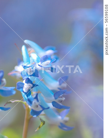 Engosaku which blooms refreshingly Engosaku which blooms refreshingly 56599108