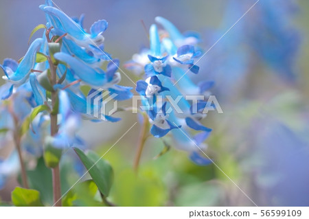 Engosaku which blooms refreshingly Engosaku which blooms refreshingly 56599109
