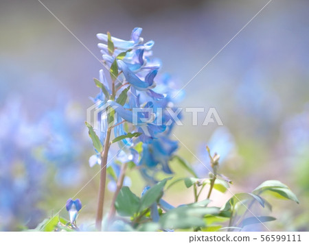 Engosaku which blooms refreshingly Engosaku which blooms refreshingly 56599111