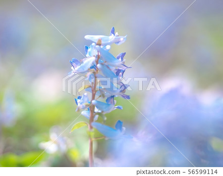Engosaku which blooms refreshingly Engosaku which blooms refreshingly 56599114