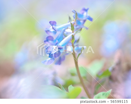 Engosaku which blooms refreshingly Engosaku which blooms refreshingly 56599115