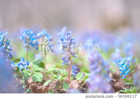 Engosaku which blooms refreshingly Engosaku which blooms refreshingly 56599117