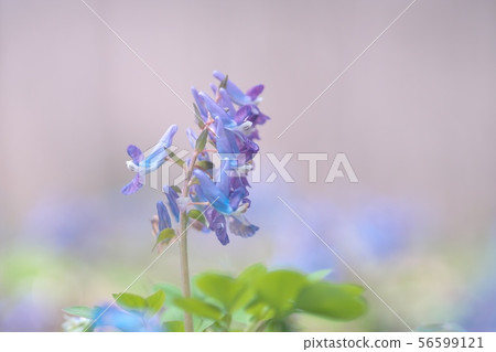 Engosaku which blooms refreshingly Engosaku which blooms refreshingly 56599121