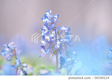 Engosaku which blooms refreshingly Engosaku which blooms refreshingly 56599124
