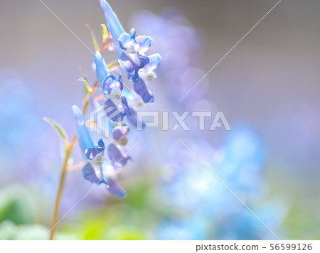 Engosaku which blooms refreshingly Engosaku which blooms refreshingly 56599126