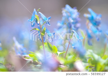 Engosaku令人耳目一新 56599127