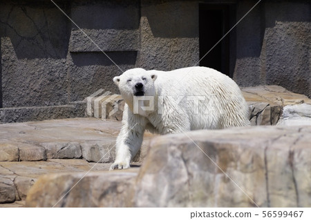 丸山動物園的北極熊 丸山動物園的北極熊 56599467