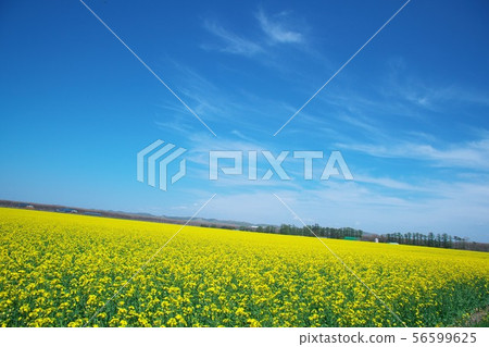 Rape field of superb view Rape field of superb view 56599625