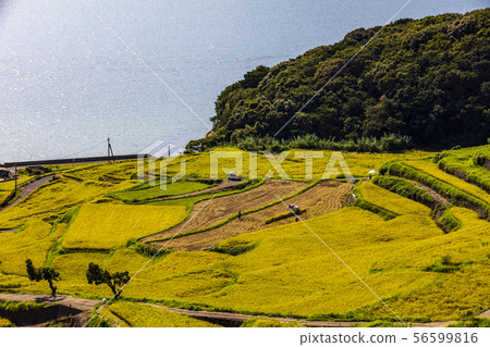 Terraced rice fields in summer Terraced rice fields in summer 56599816