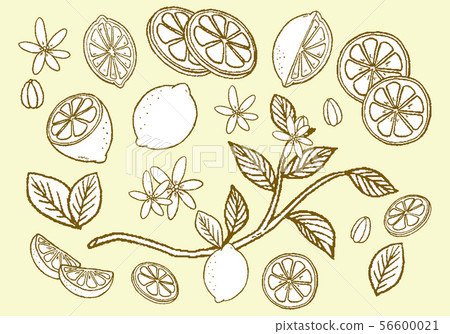Handwritten lemon material - Stock Illustration [56600021] - PIXTA