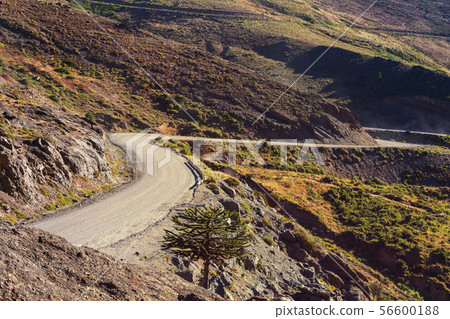 Road in Chile 56600188