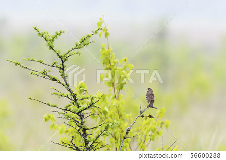 Flying Binzui 56600288