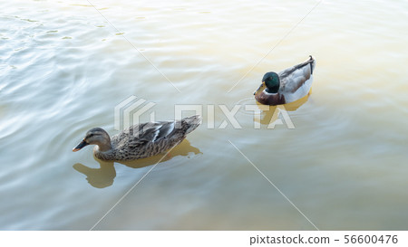 Nakhon Pathom egg duck swimming in a pool. 56600476