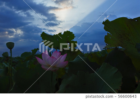 當蓮花綻放 當蓮花綻放 56600643